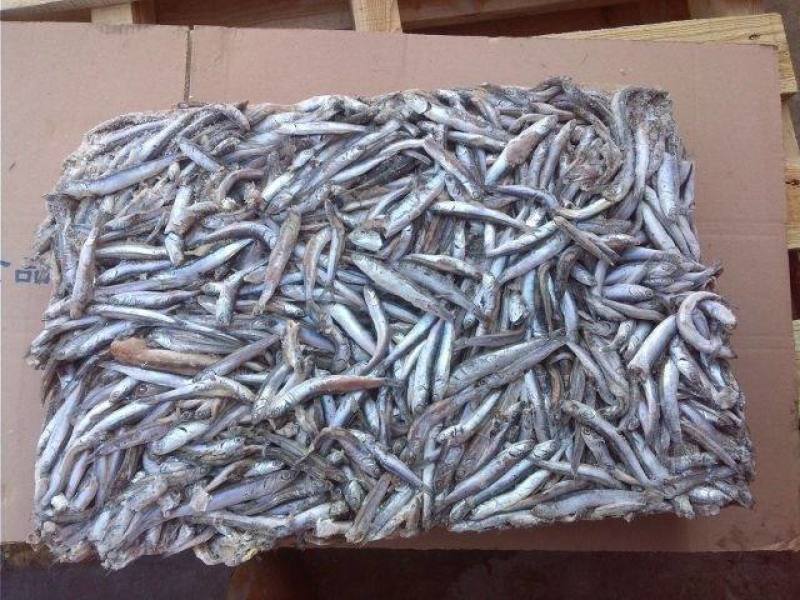 淡水海水饲料鱼，新鲜捕捞，货量充足，量大优惠
