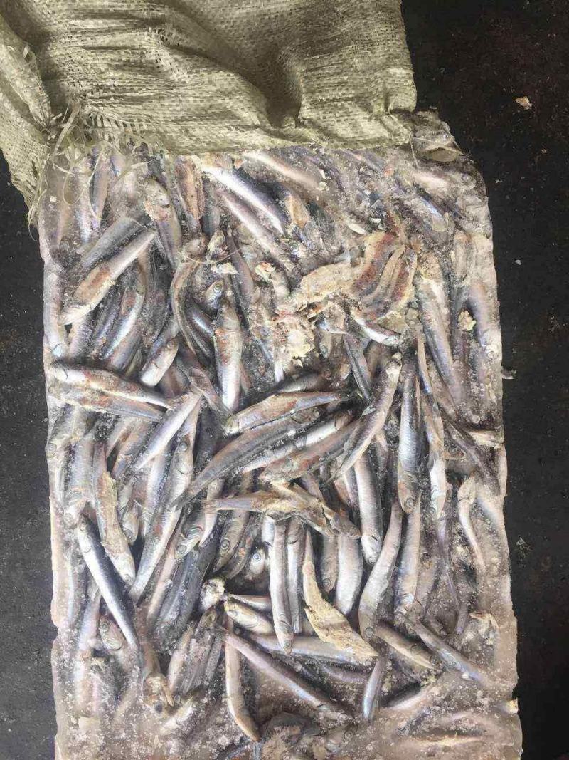 淡水海水饲料鱼，新鲜捕捞，货量充足，量大优惠