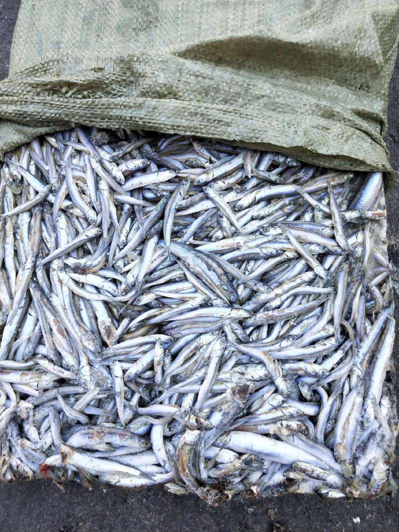 淡水海水饲料鱼，新鲜捕捞，货量充足，量大优惠
