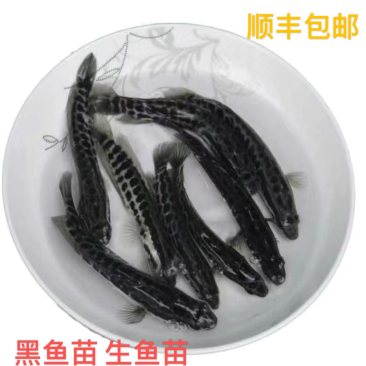 快大黑鱼苗生鱼苗