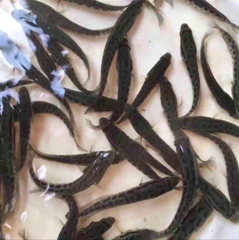 快大黑鱼苗生鱼苗