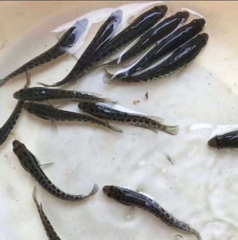 快大黑鱼苗生鱼苗