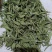 甜叶菊正品甜叶菊甜叶菊茶批发各种中药材养生花茶
