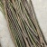 无刺蔷薇，杆子嫁接月季专用，现在扦插嫁接春天看花