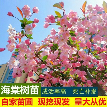 庭院地栽高杆海棠树苗垂丝海棠花西府海棠耐寒植物花北美海棠