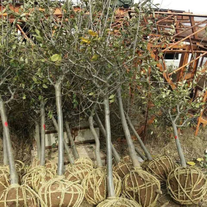 庭院地栽高杆海棠树苗垂丝海棠花西府海棠耐寒植物花北美海棠