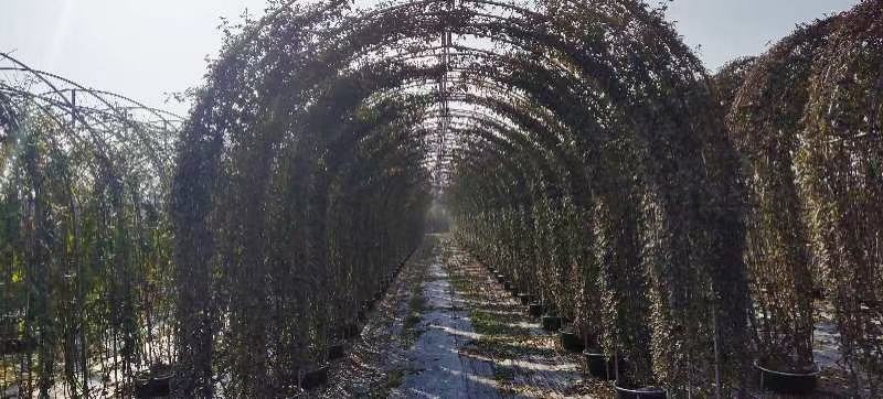 藤本月季在花架上的攀爬效果