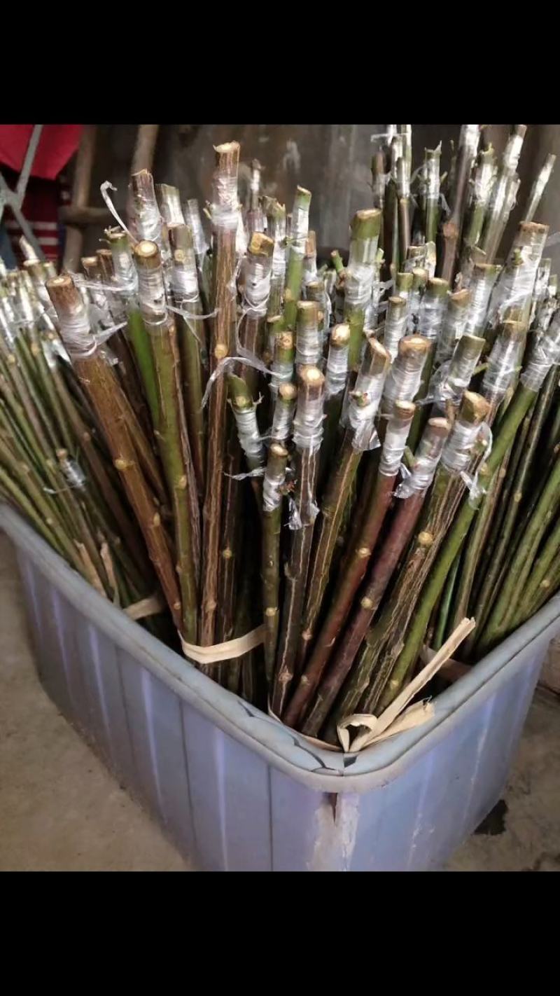 无刺蔷薇杆子，嫁接月季专用，现在扦插嫁接春天看花
