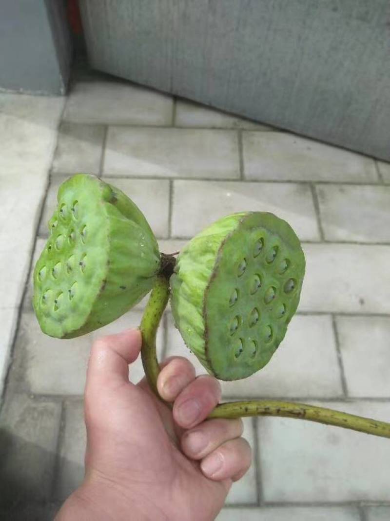 精品荷花上市中，价格实惠，有观赏价值。清香出淤泥而不染