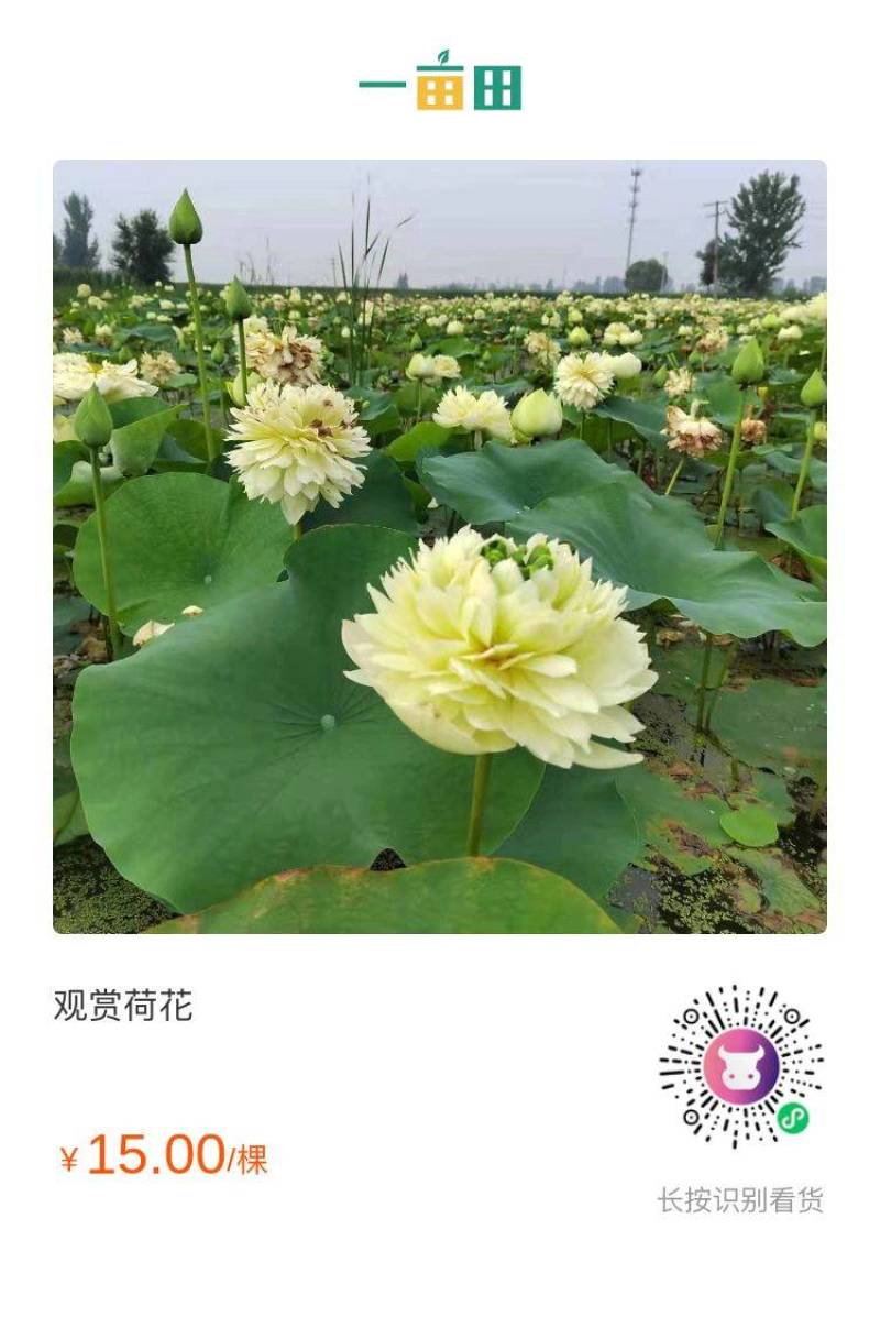 精品荷花上市中，价格实惠，有观赏价值。清香出淤泥而不染