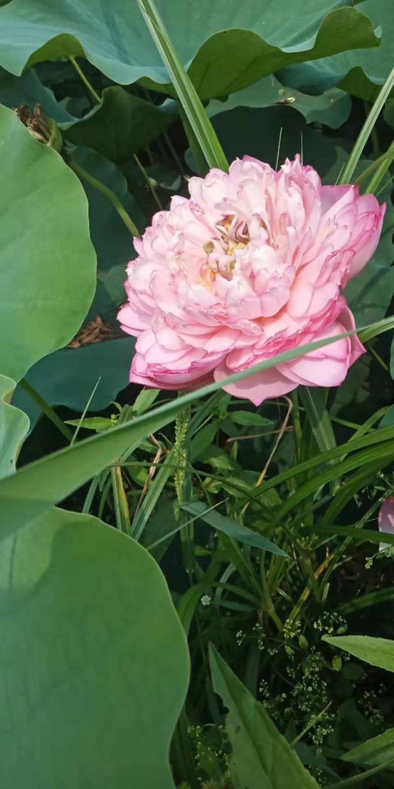 精品荷花上市中，价格实惠，有观赏价值。清香出淤泥而不染