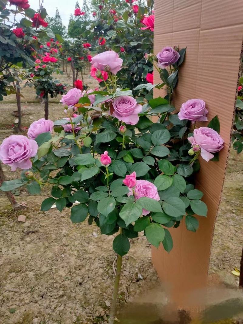 欧月棒棒糖，安吉拉，超威，金丝雀，玛吉婶婶，风月，果汁