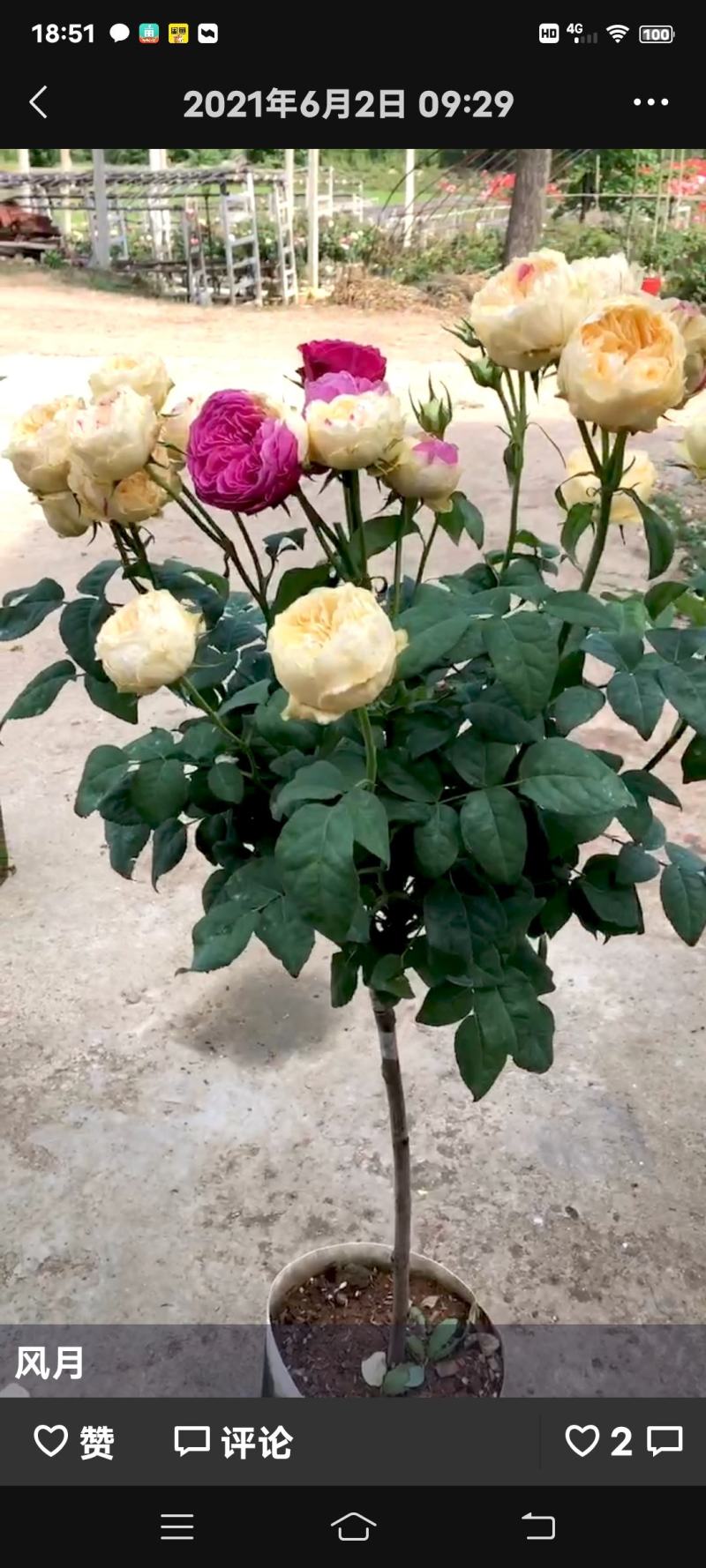 欧月棒棒糖，安吉拉，超威，金丝雀，玛吉婶婶，风月，果汁