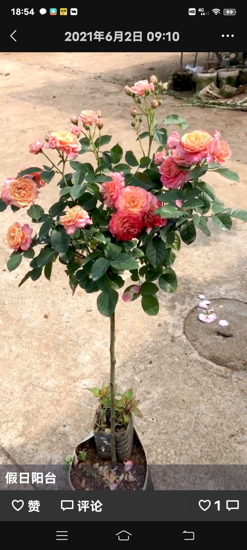 欧月棒棒糖，安吉拉，超威，金丝雀，玛吉婶婶，风月，果汁