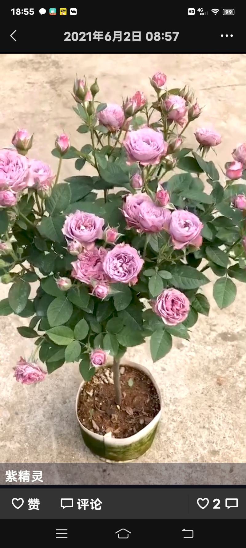 欧月棒棒糖，安吉拉，超威，金丝雀，玛吉婶婶，风月，果汁