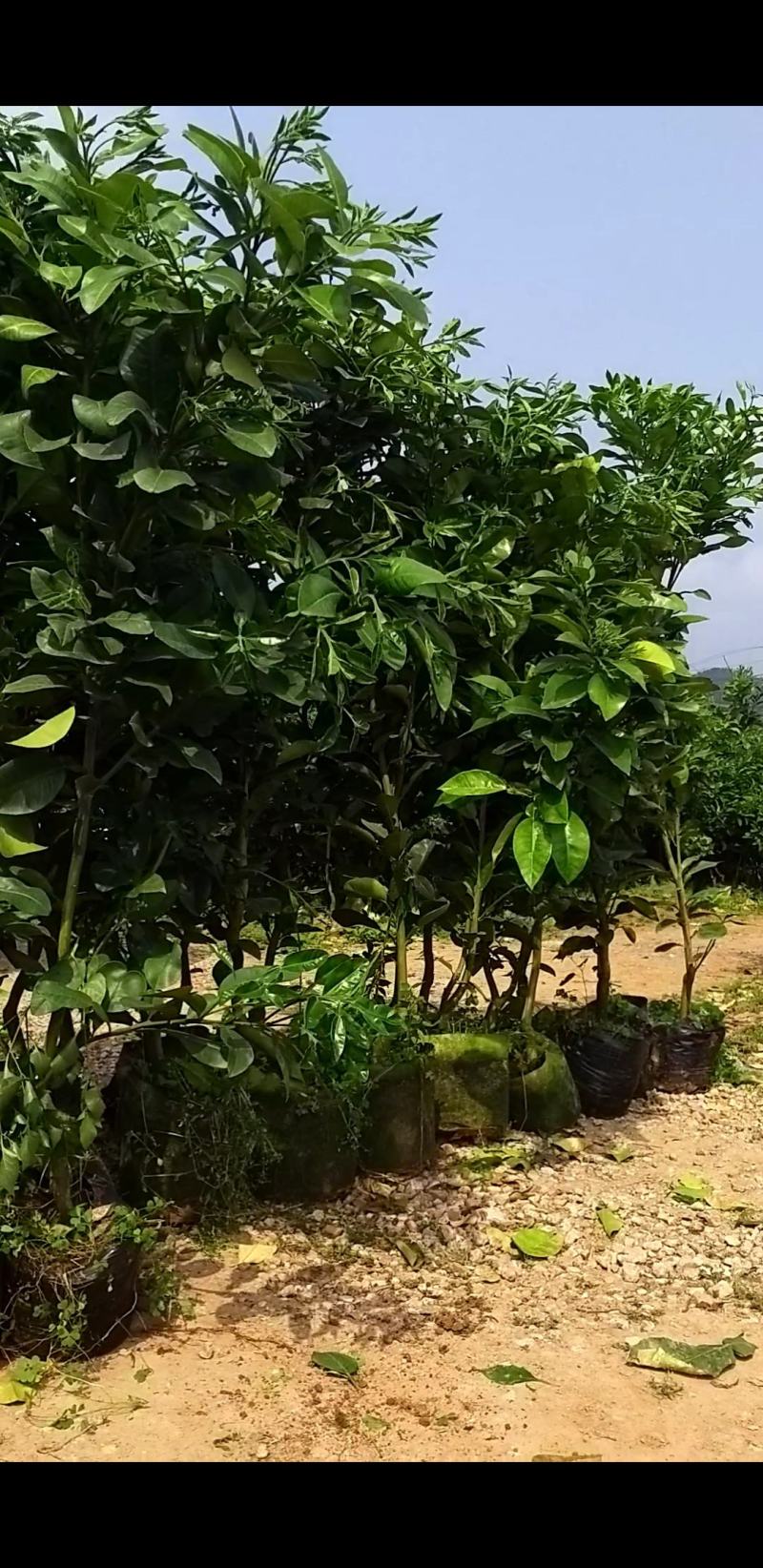 泰国红宝石青柚苗挂果早营养杯苗小苗中苗大苗供选择