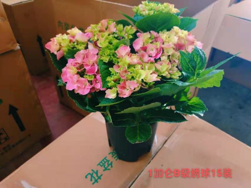 1加仑B级绣球一箱15装一装22.5元叶绿花好实物实拍图