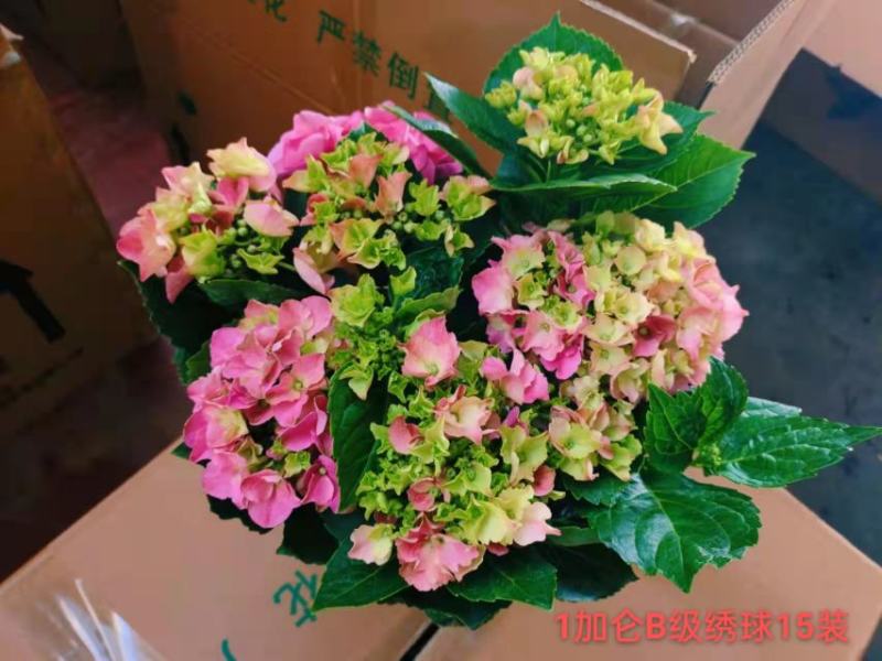 1加仑B级绣球一箱15装一装22.5元叶绿花好实物实拍图