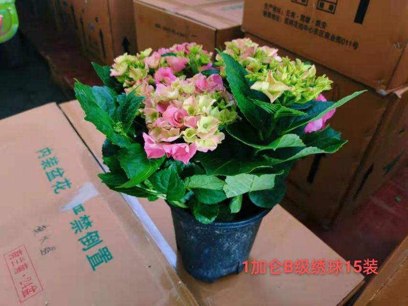 1加仑B级绣球一箱15装一装22.5元叶绿花好实物实拍图