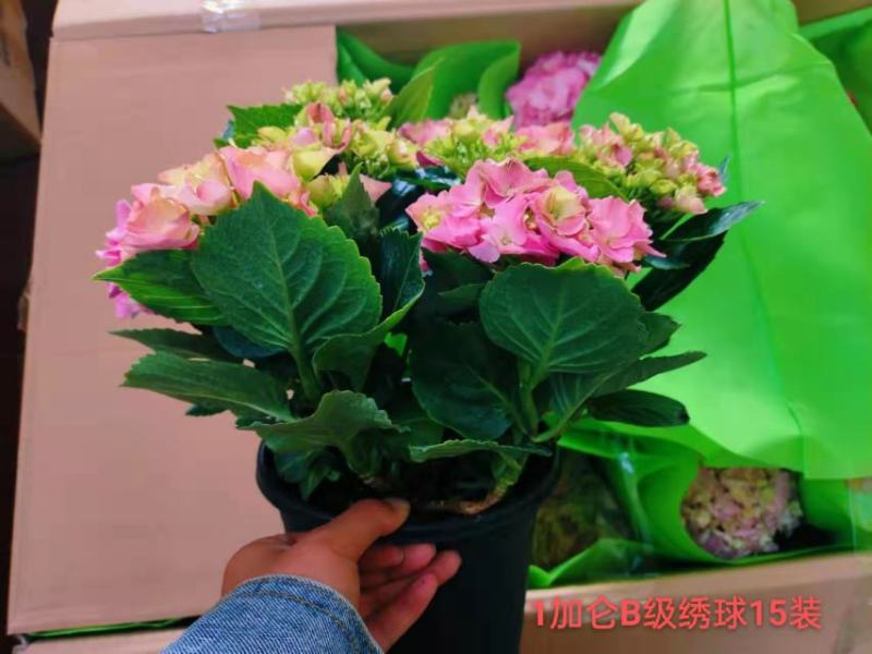 1加仑B级绣球一箱15装一装22.5元叶绿花好实物实拍图