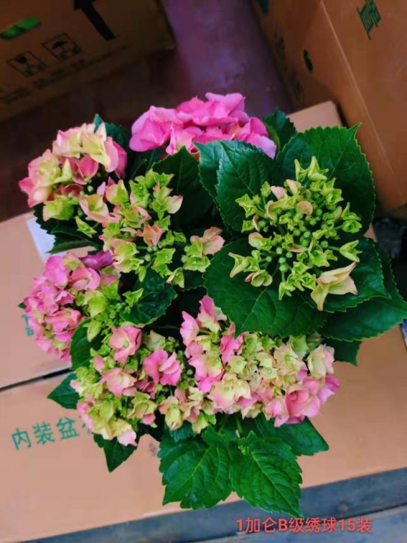 1加仑B级绣球一箱15装一装22.5元叶绿花好实物实拍图