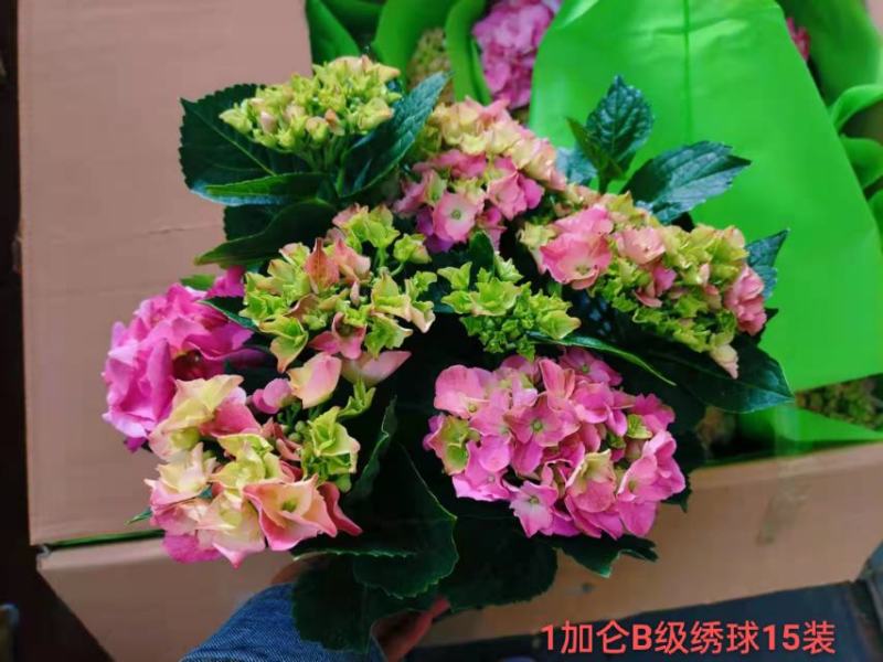 1加仑B级绣球一箱15装一装22.5元叶绿花好实物实拍图