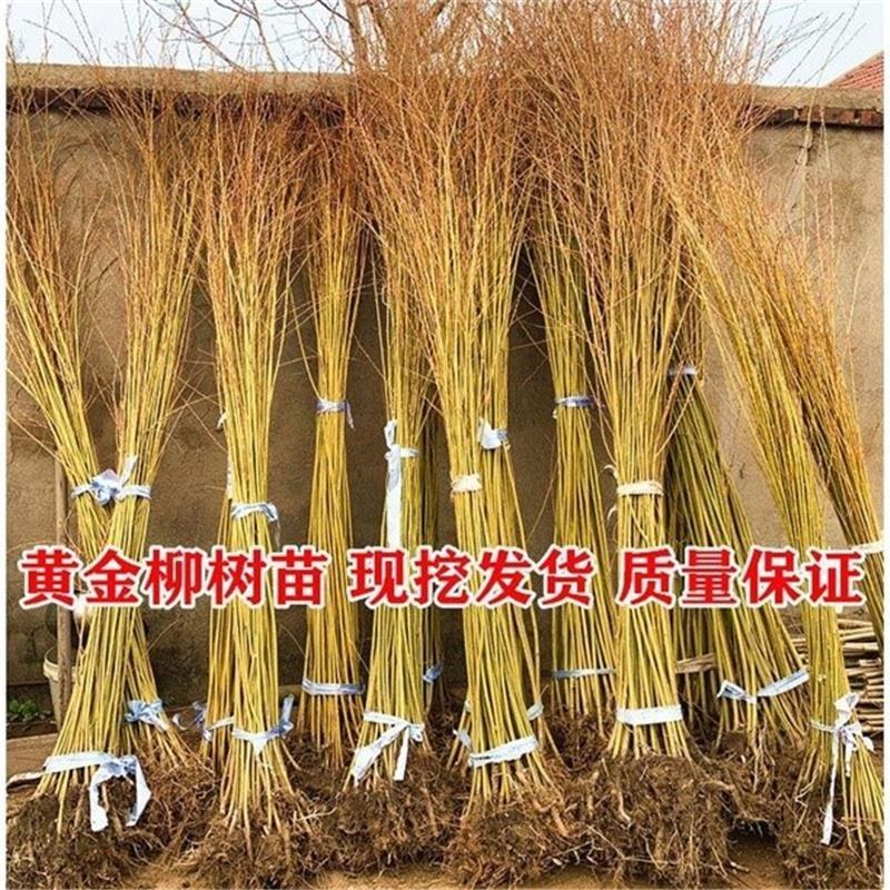 竹柳树苗柳树小苗树苗纯正美国速生竹柳3号竹柳扦插条苗垂柳