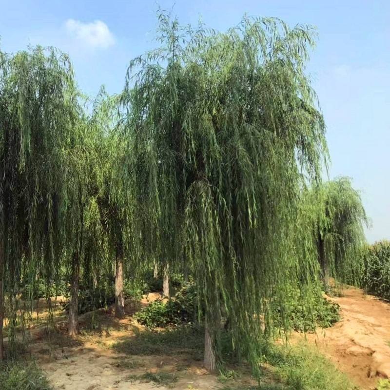 竹柳树苗柳树小苗树苗纯正美国速生竹柳3号竹柳扦插条苗垂柳