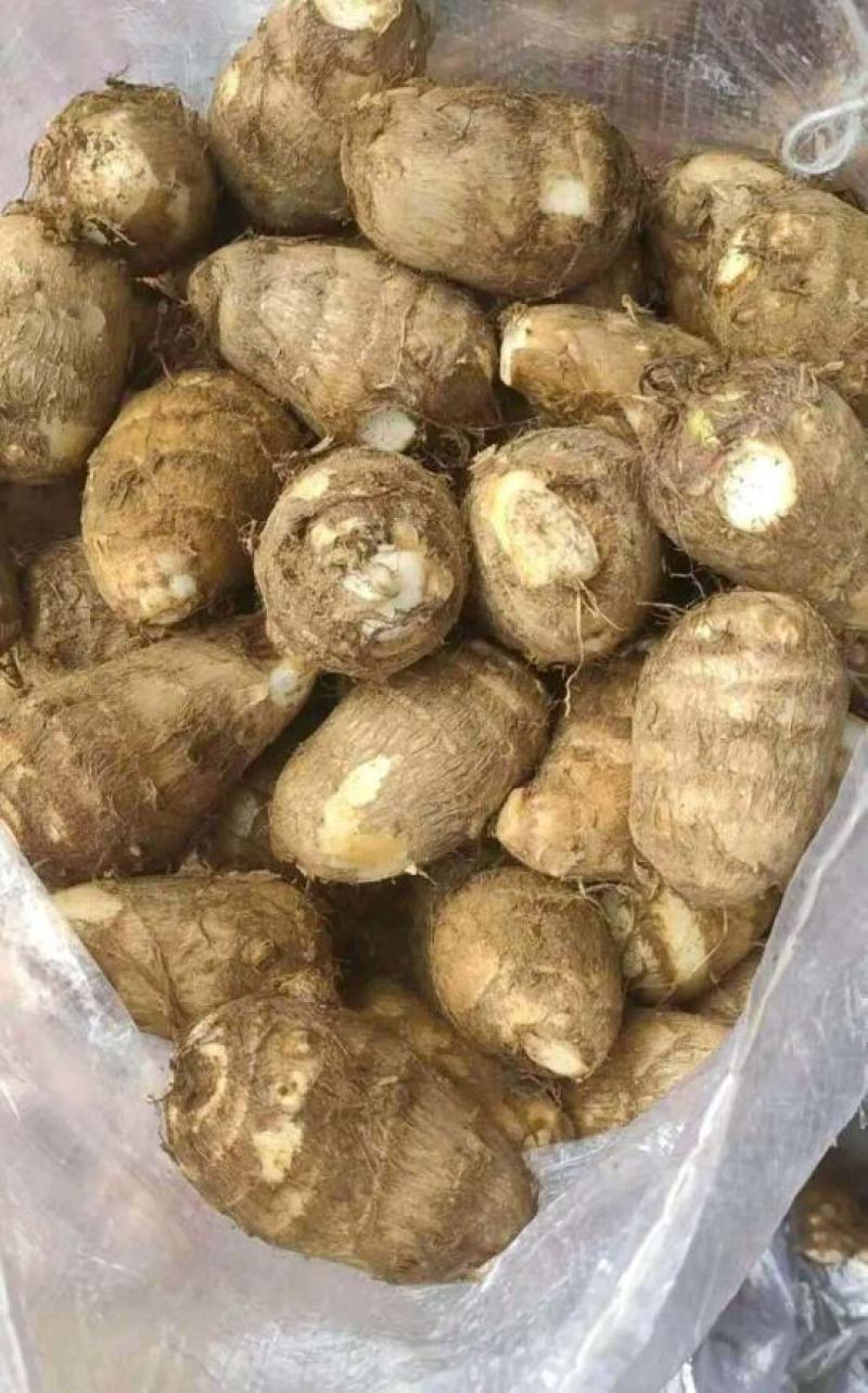 8520毛芋头种产地批发《高产脱毒》提供技术包回收全国发