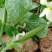甜豆甜豌豆甜蜜豆精品珍宝豆甜豆荷兰豆珍宝豆甜豆加工货源