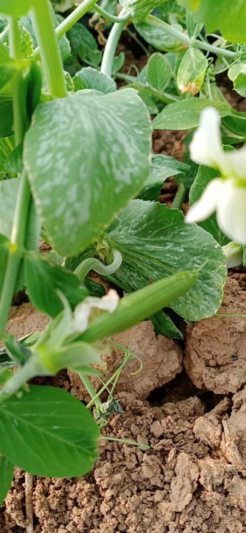 甜豆甜豌豆甜蜜豆精品珍宝豆甜豆荷兰豆珍宝豆甜豆加工货源