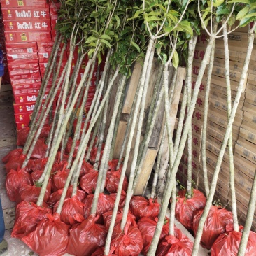 销售产品包心桂花苗，广西桂林中园绿化基地，