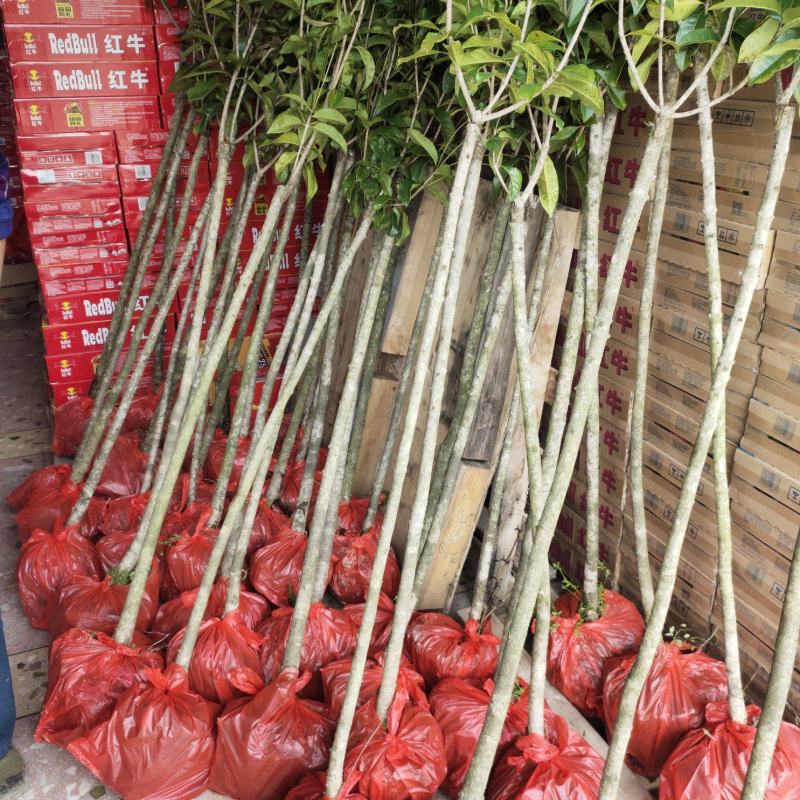 销售产品包心桂花苗，广西桂林中园绿化基地，