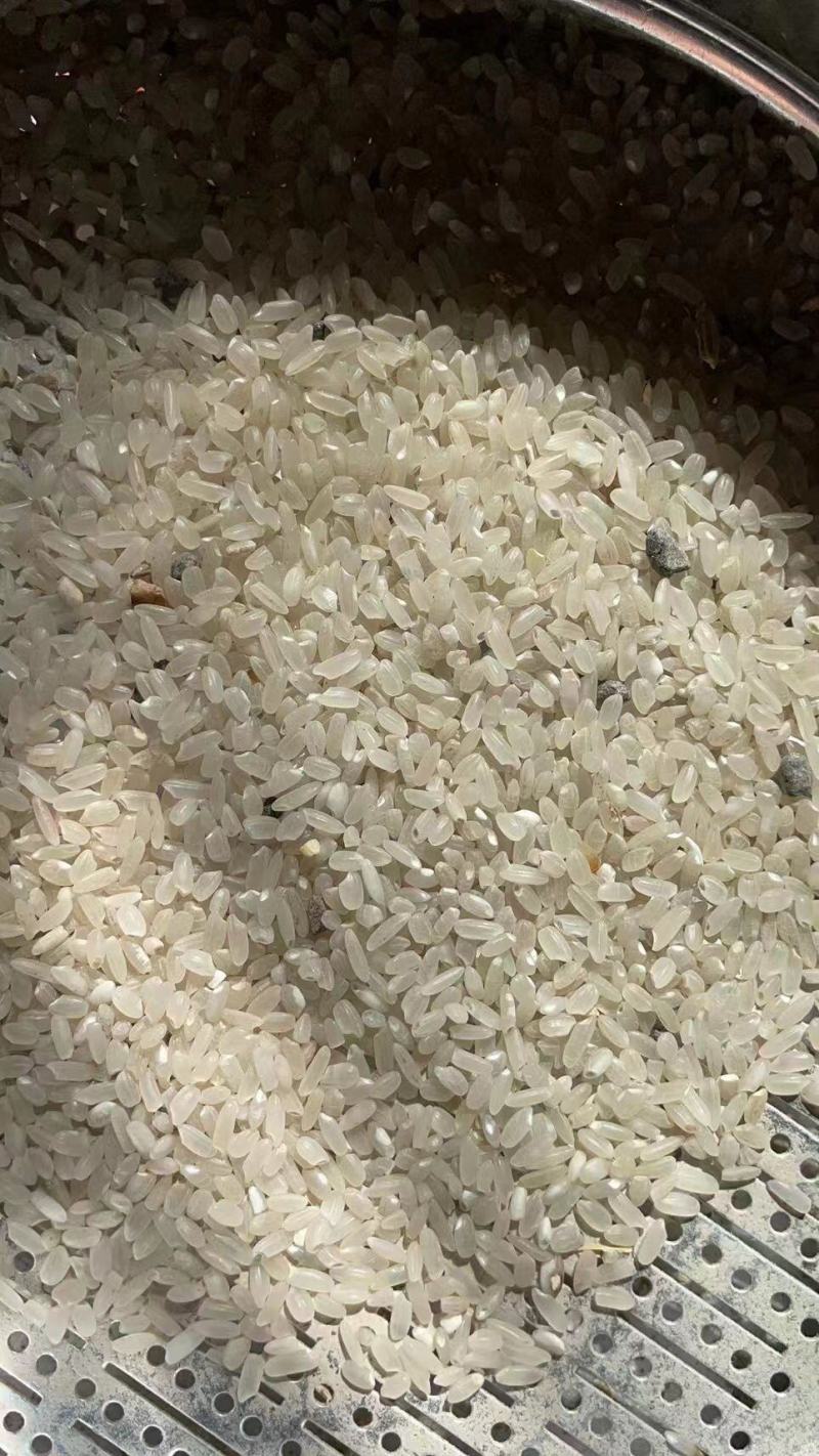稻谷，大量供应广东和广西两地饲料稻谷，包运输到家