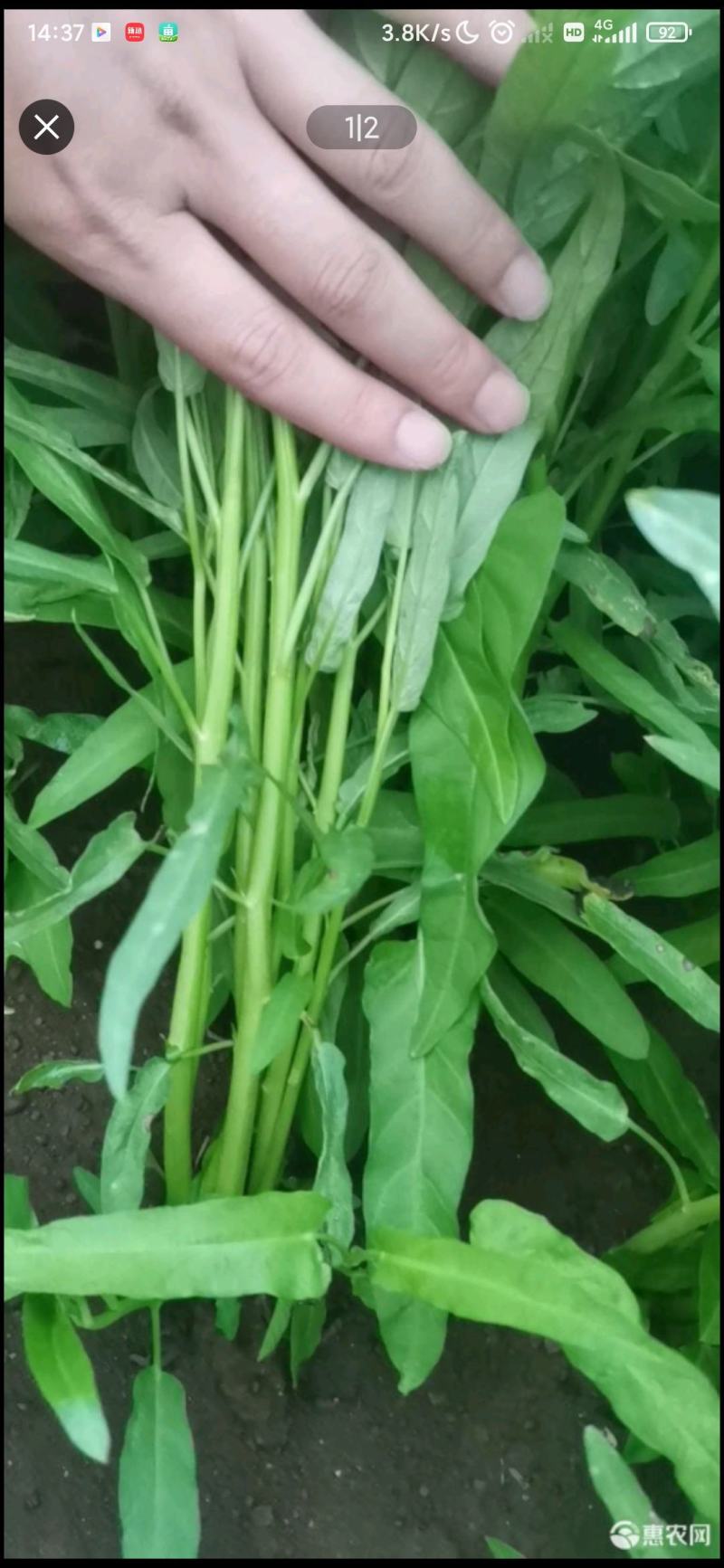 细叶绿杆空心菜，可以一直合作不限于空心菜