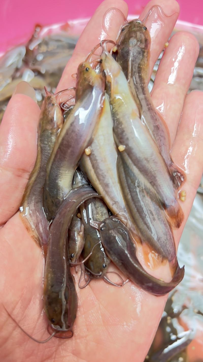 广西水产良种鱼苗繁殖场，杂交三黄塘角鱼苗快大产量高！
