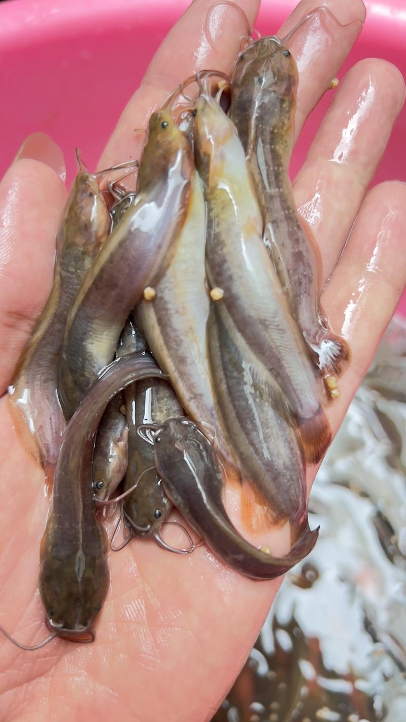 广西水产良种鱼苗繁殖场，杂交三黄塘角鱼苗快大产量高！