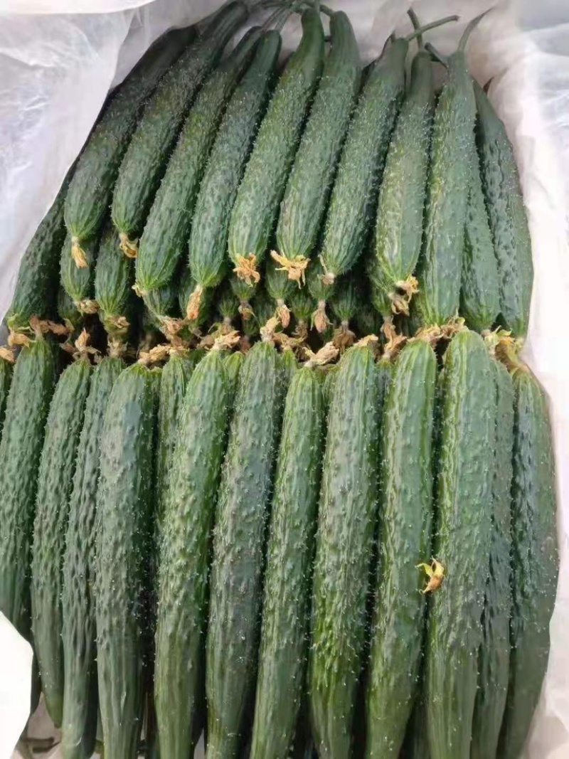 （黄瓜）电商.商超.市场.加工厂.大吨位供应