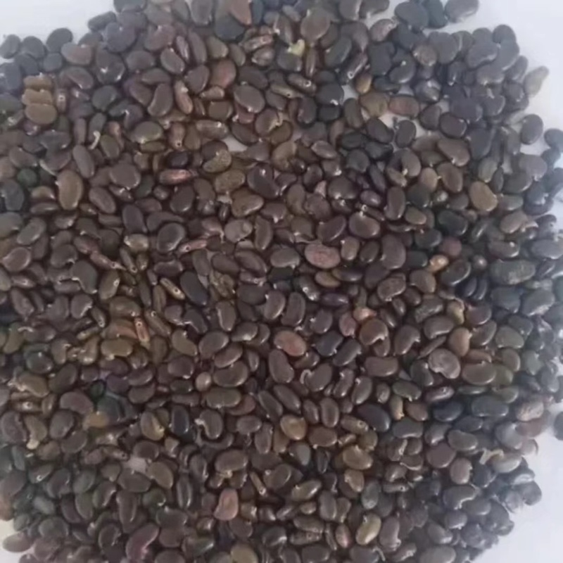 黄芪种子优质黄芪籽