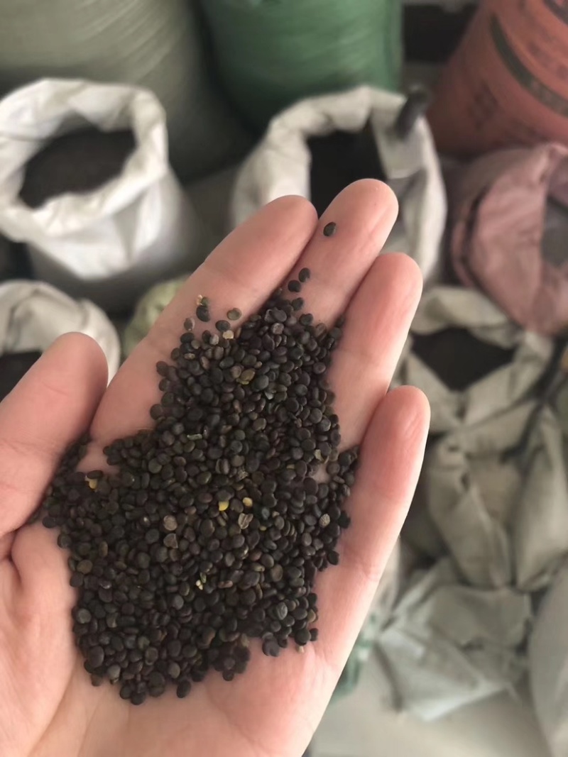 黄芪种子优质黄芪籽