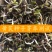 黄芪种子优质黄芪籽