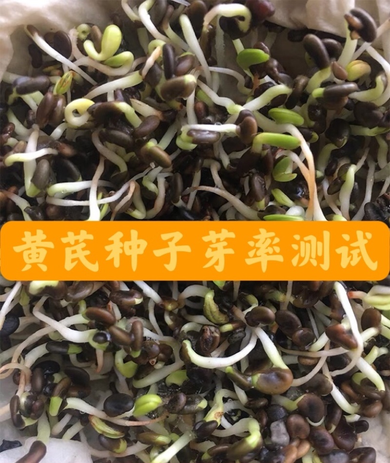 黄芪种子优质黄芪籽
