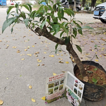 增城挂绿荔枝苗
