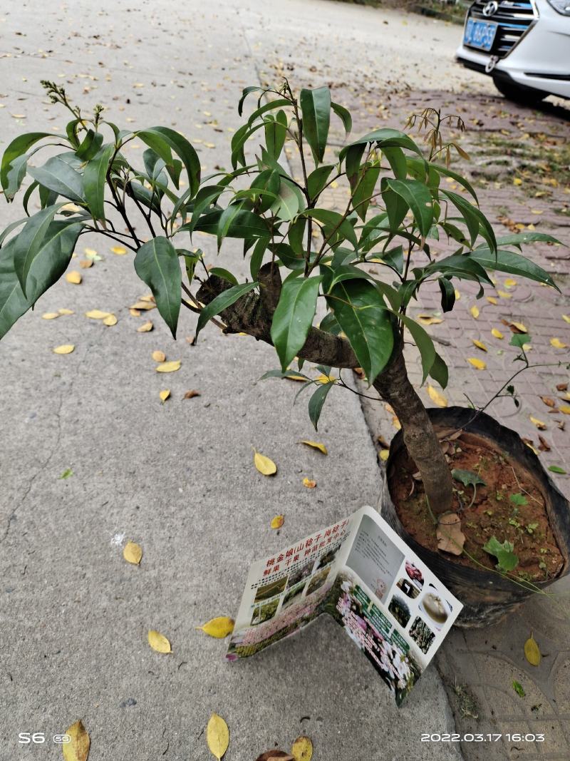 增城挂绿荔枝苗
