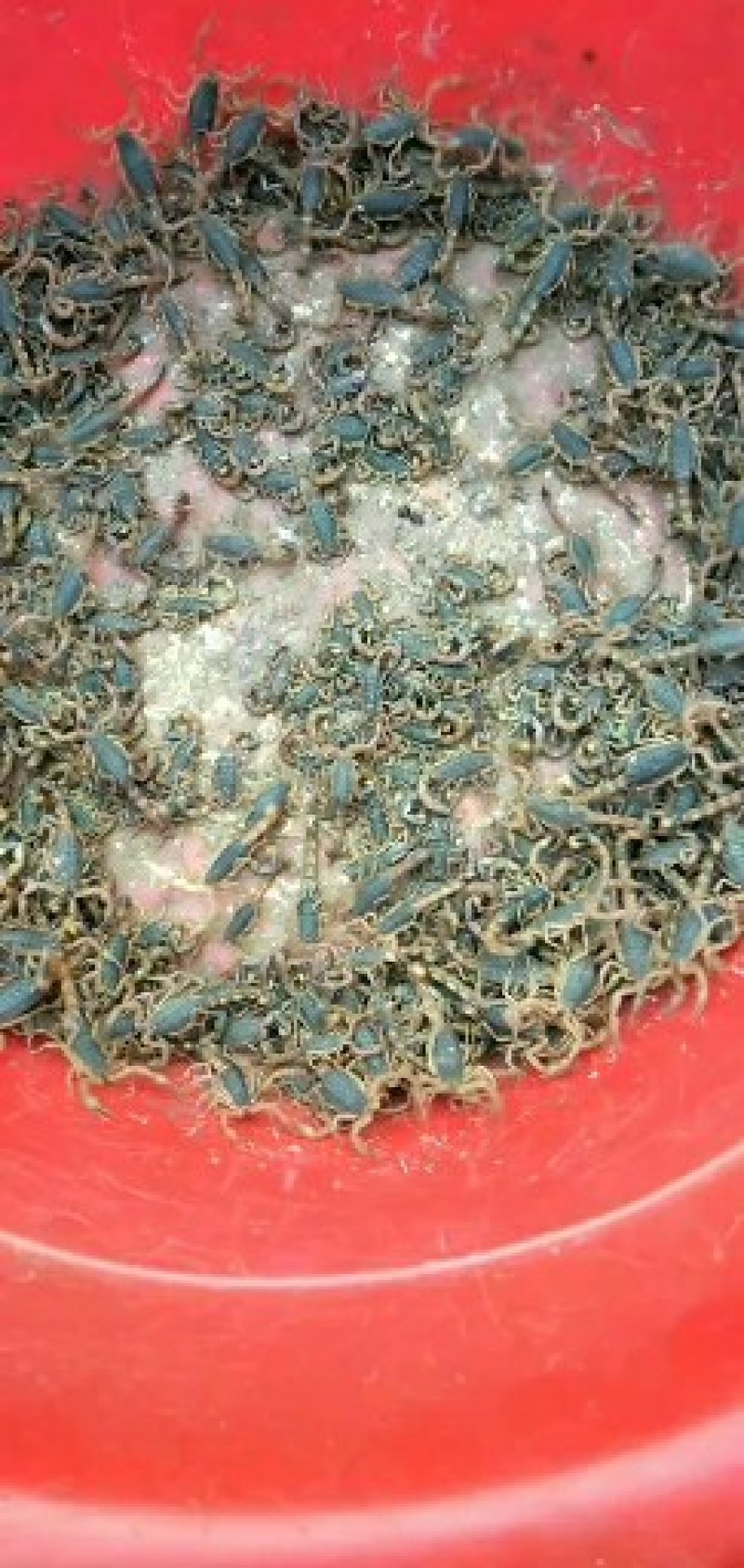 沂蒙山蝎子油炸药用质量没的说，欢迎合作