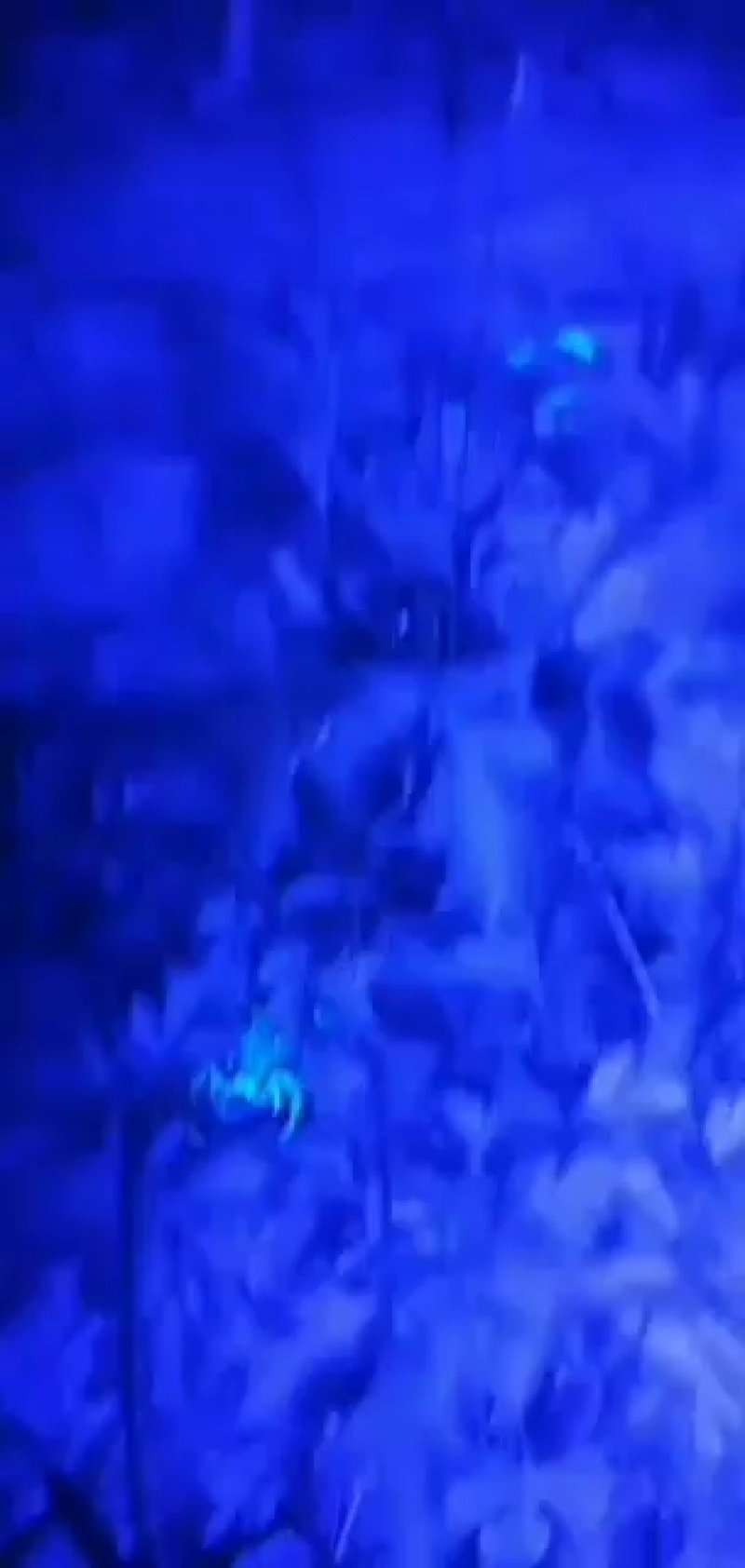 沂蒙山蝎子油炸药用质量没的说，欢迎合作