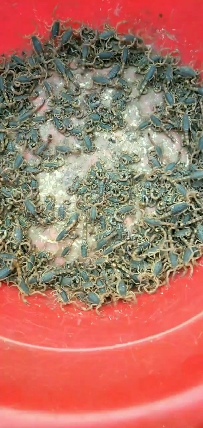 沂蒙山蝎子油炸药用质量没的说，欢迎合作