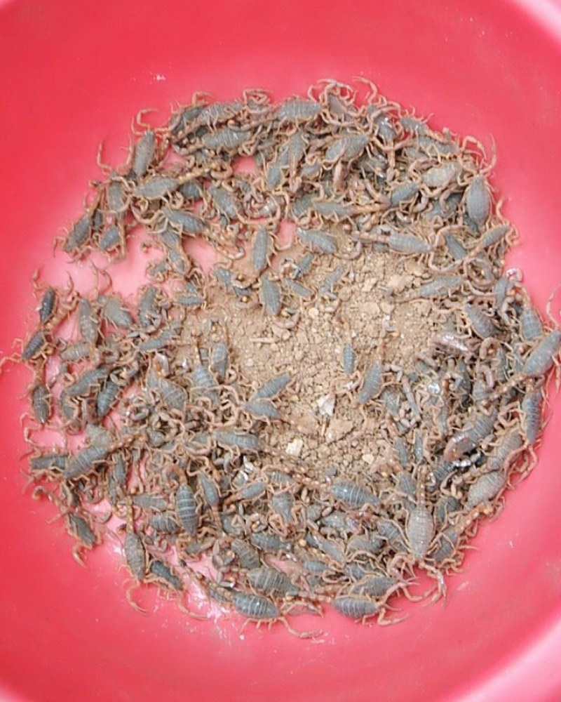 沂蒙山蝎子