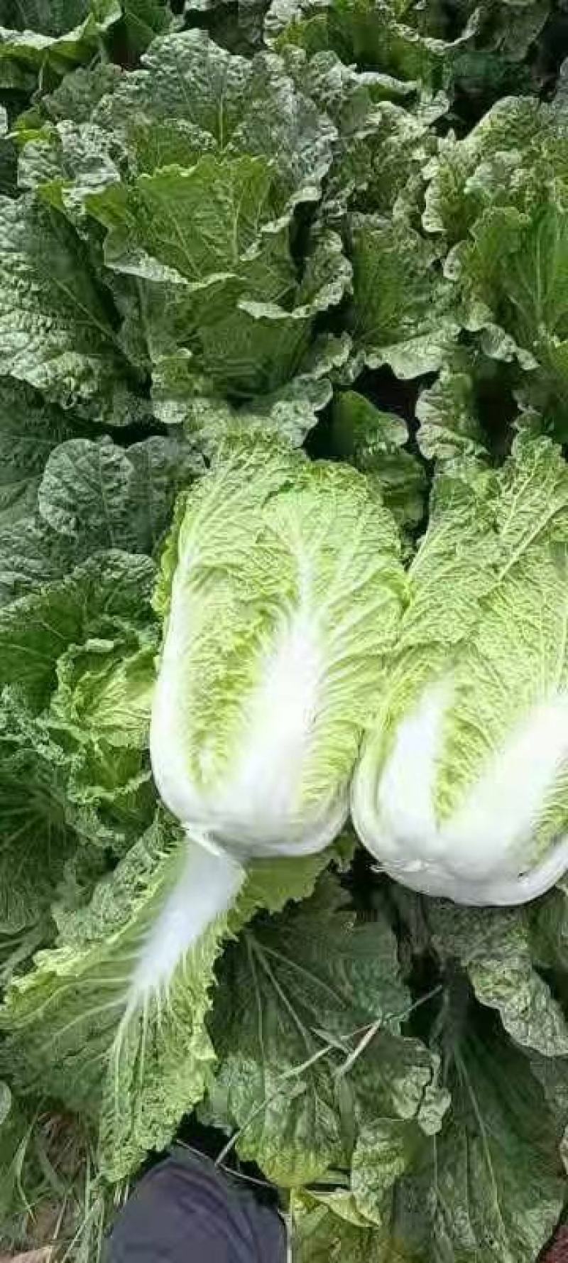 湖北高山生态大白菜黄心脆甜支持视频看货全国发货质量保证