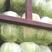 湖北高山生态大白菜黄心脆甜支持视频看货全国发货质量保证